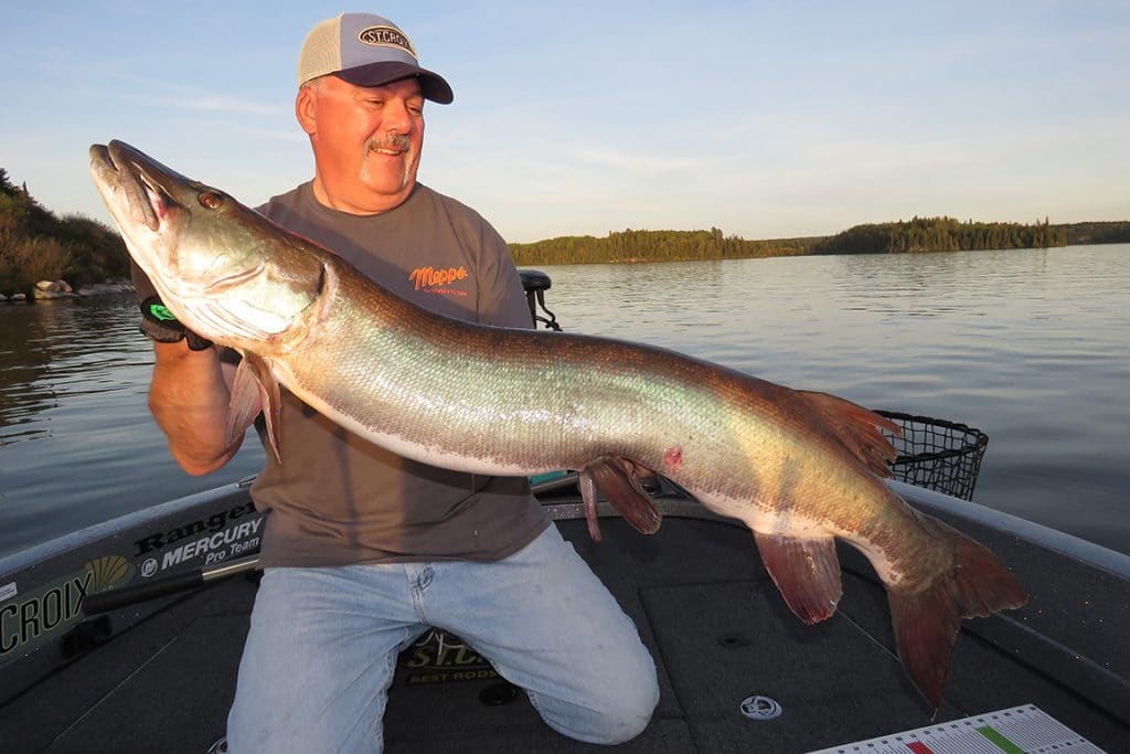 Author Steve Heiting admires a September giant caught on a Mepps Musky Flashabou.