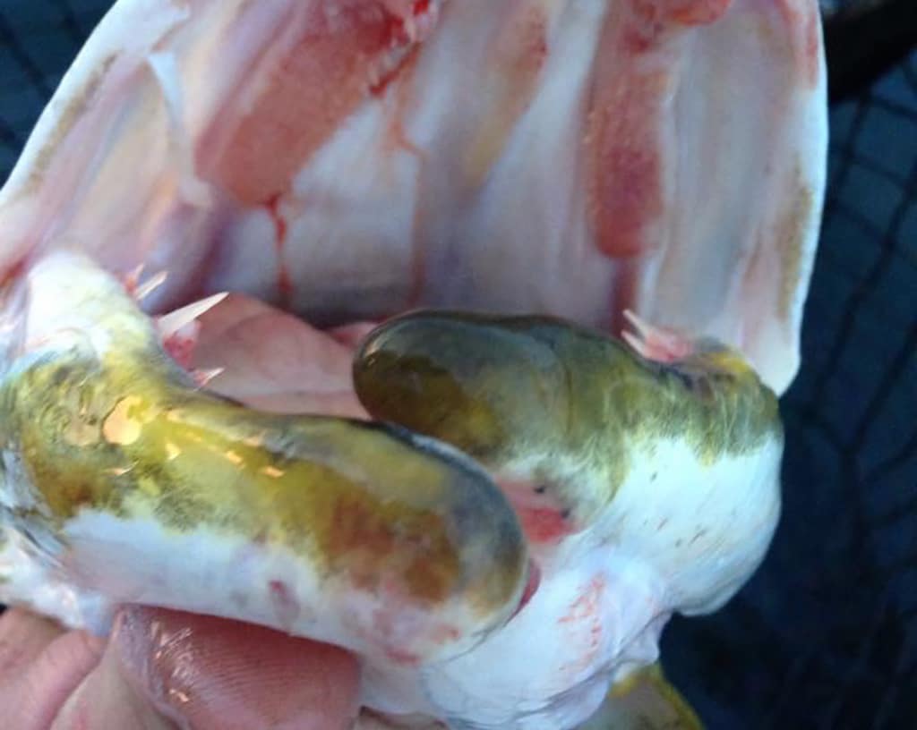 A musky with an injury possibly caused by a lip-gripping device. (Credit: John Aschenbrenner)